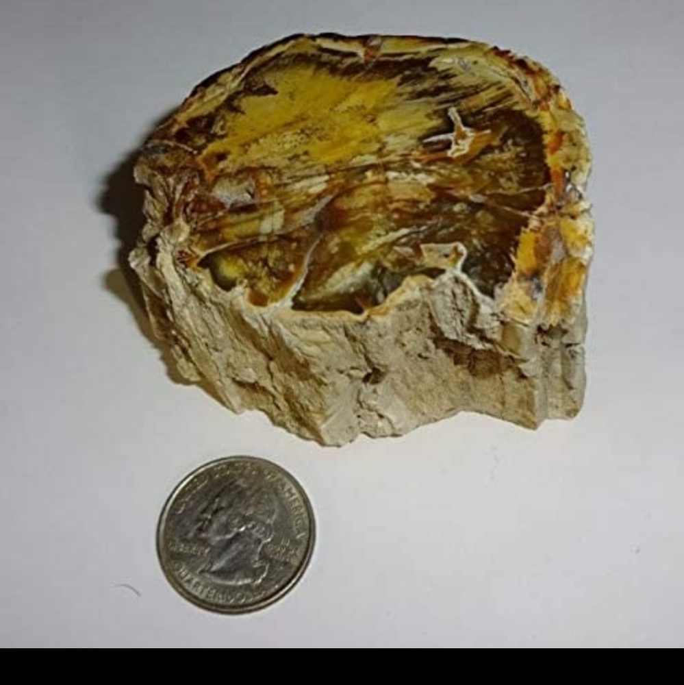 Petrified Fossilized Chunk Of Wood With Resin Fro… - image 5